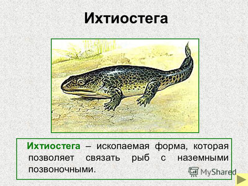 эволюционный метод похудения доктора доброва эволюционный метод похудения доктора доброва