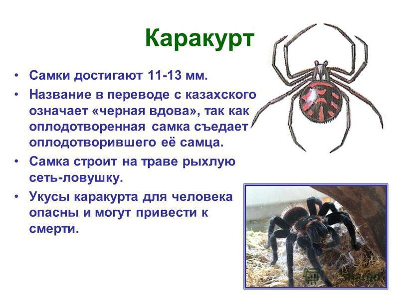 Каракурт Самки достигают 11-13 мм. Название в переводе с казахского означает «черная вдова», так как оплодотворенная самка съедает оплодотворившего её самца. Самка строит на траве рыхлую сеть-ловушку. Укусы каракурта для человека опасны и могут приве