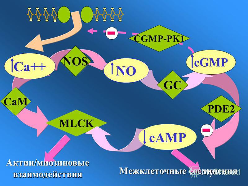 NO cGMP GC PDE2 MLCK Межклеточные соединения Актин/миозиновые взаимодействия Са++ NOS cAMP CaM CGMP-PK1