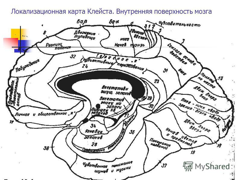 Локализационная карта Клейста. Внутренняя поверхность мозга