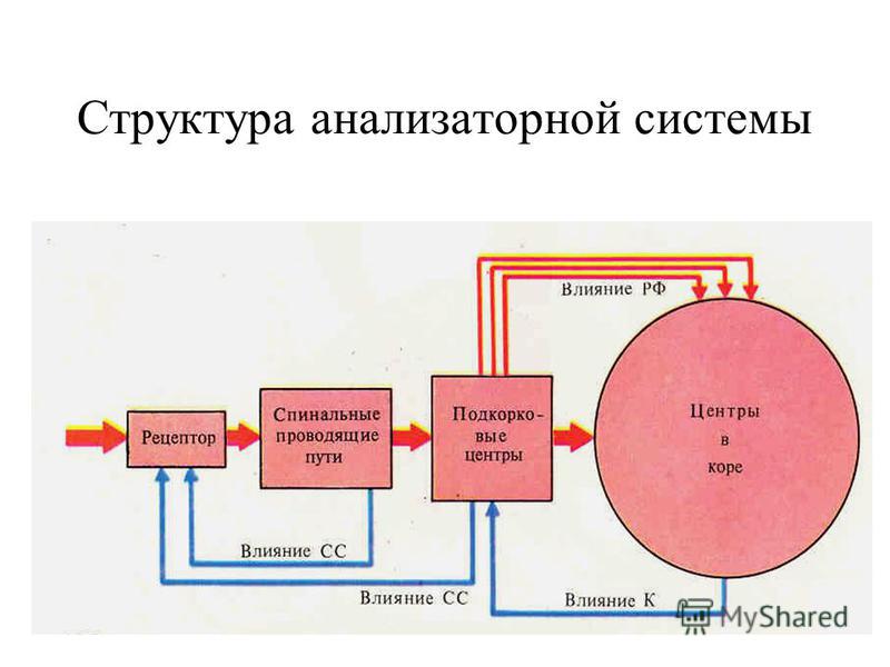 Структура анализаторной системы