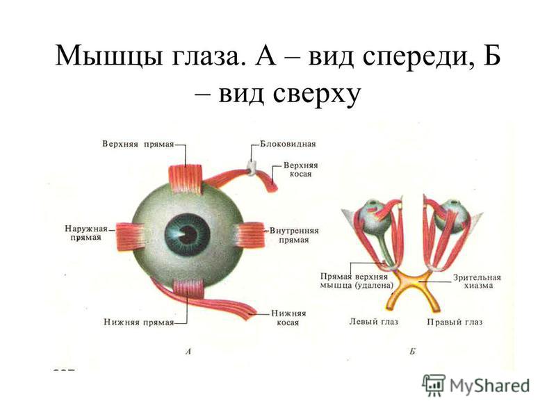 Мышцы глаза. А – вид спереди, Б – вид сверху