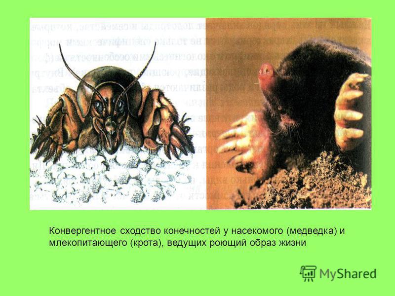 Конвергентное сходство конечностей у насекомого (медведка) и млекопитающего (крота), ведущих роющий образ жизни