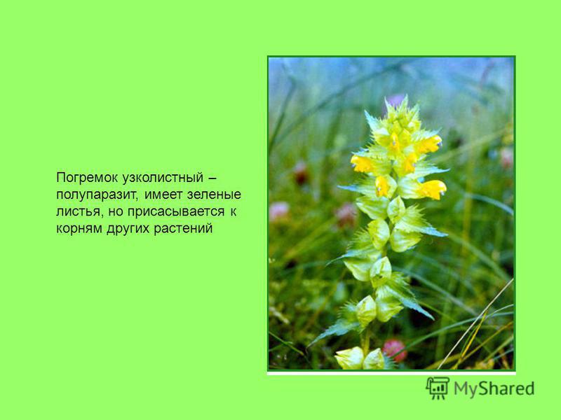 Погремок узколистный – полупаразит, имеет зеленые листья, но присасывается к корням других растений