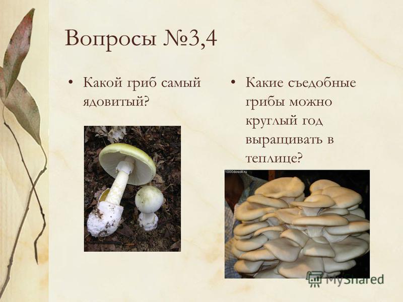 Вопросы 3,4 Какой гриб самый ядовитый? Какие съедобные грибы можно круглый год выращивать в теплице?