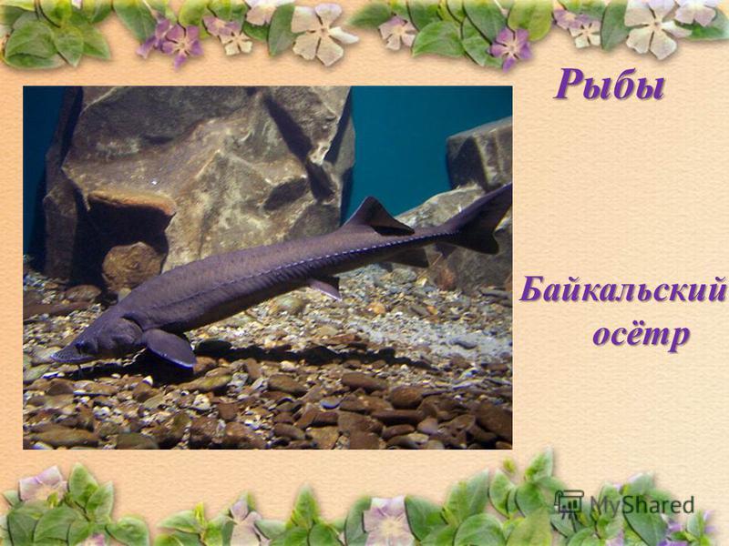 Рыбы Байкальский осётр