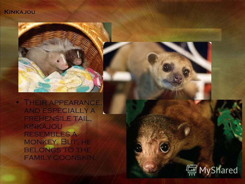 Kinkajou Their appearance, and especially a prehensile tail, kinkajou resembles a monkey. But, he belongs to the family coonskin.