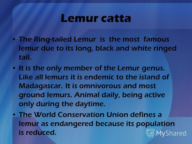 Lemur catta The Ring-tailed Lemur is the most famous lemur due to its long, black and white ringed tail. It is the only member of the Lemur genus. Like all lemurs it is endemic to the island of Madagascar. It is omnivorous and most ground lemurs. Ani