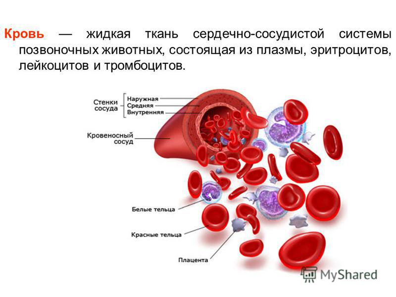 Кровь жидкая ткань сердечно-сосудистой системы позвоночных животных, состоящая из плазмы, эритроцитов, лейкоцитов и тромбоцитов.