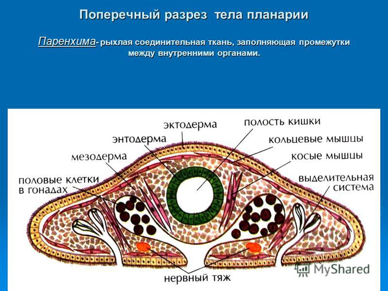 Поперечный разрез тела планарии Паренхима - рыхлая соединительная ткань, заполняющая промежутки между внутренними органами.