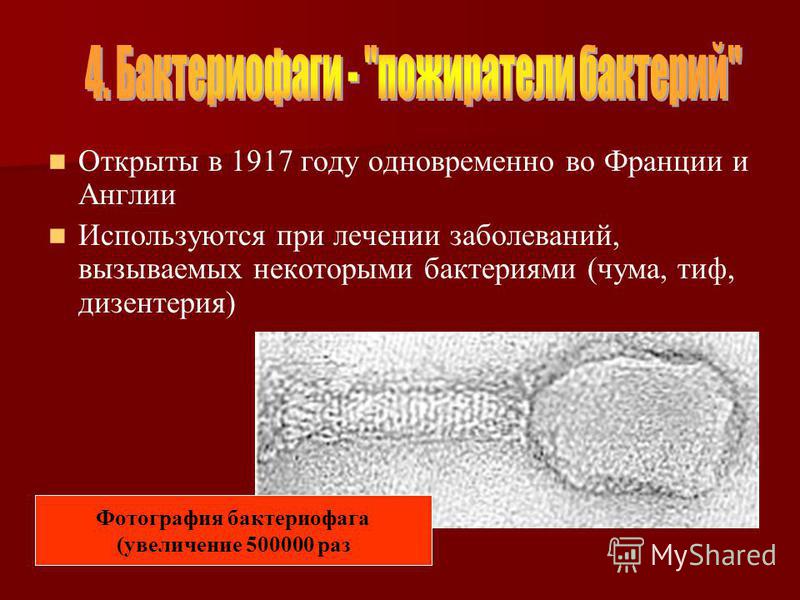 Открыты в 1917 году одновременно во Франции и Англии Используются при лечении заболеваний, вызываемых некоторыми бактериями (чума, тиф, дизентерия) Фотография бактериофага (увеличение 500000 раз