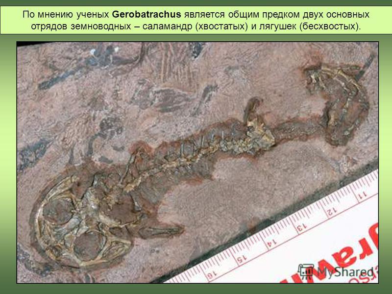 По мнению ученых Gerobatrachus является общим предком двух основных отрядов земноводных – саламандр (хвостатых) и лягушек (бесхвостых).