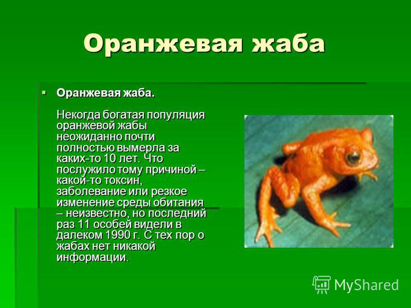 Оранжевая жаба Оранжевая жаба Оранжевая жаба. Некогда богатая популяция оранжевой жабы неожиданно почти полностью вымерла за каких-то 10 лет. Что послужило тому причиной – какой-то токсин, заболевание или резкое изменение среды обитания – неизвестно,