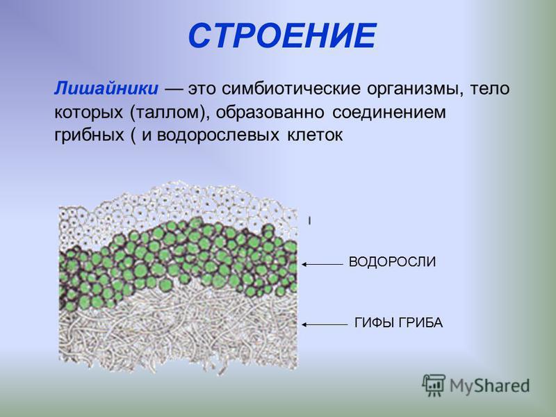 СТРОЕНИЕ Лишайники это симбиотические организмы, тело которых (таллом), образованно соединением грибных ( и водорослевых клеток ВОДОРОСЛИ ГИФЫ ГРИБА