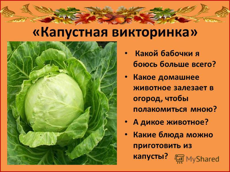 Стих про капусту квашеную Стих про капусту квашеную