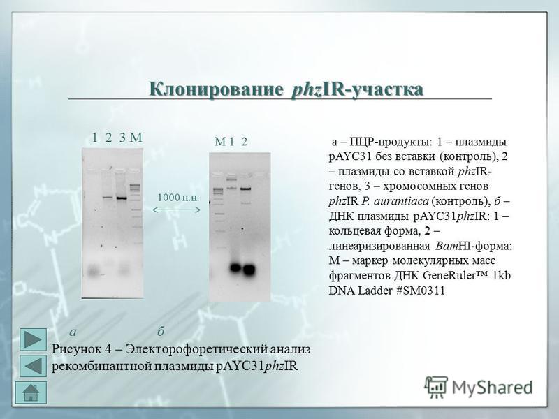 Рисунок 4 – Электорофоретический анализ рекомбинантной плазмиды pAYC31phzIR а – ПЦР-продукты: 1 – плазмиды pAYC31 без вставки (контроль), 2 – плазмиды со вставкой phzIR- генов, 3 – хромосомных генов phzIR P. aurantiaca (контроль), б – ДНК плазмиды pA