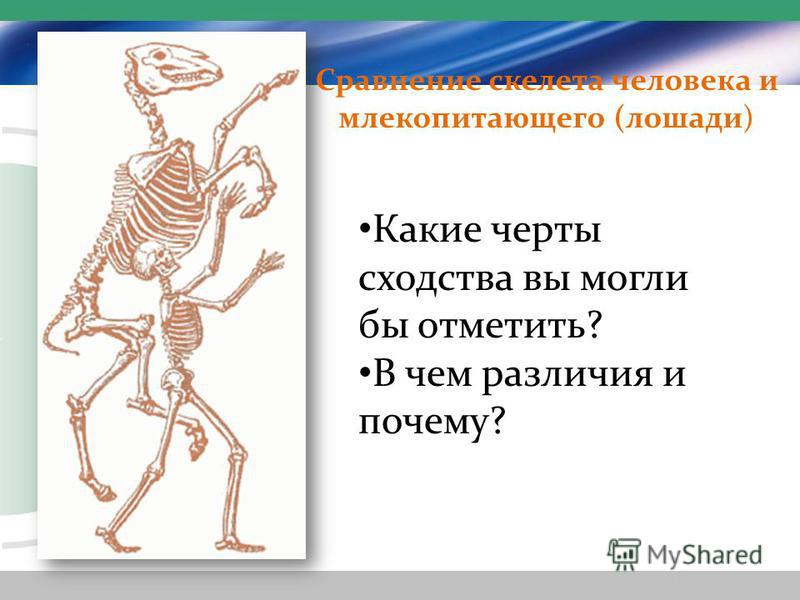 Сравнение скелета человека и млекопитающего (лошади) Какие черты сходства вы могли бы отметить? В чем различия и почему?