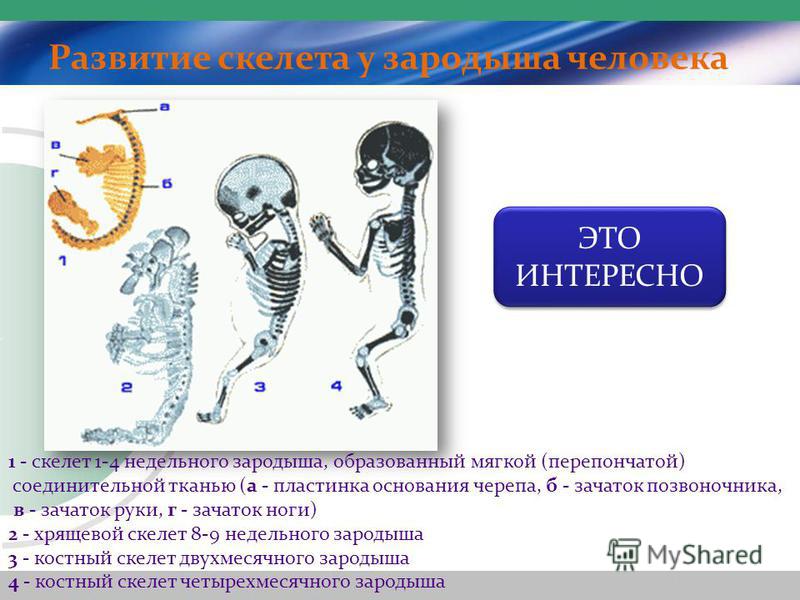 Развитие скелета у зародыша человека 1 - скелет 1-4 недельного зародыша, образованный мягкой (перепончатой) соединительной тканью (а - пластинка основания черепа, б - зачаток позвоночника, в - зачаток руки, г - зачаток ноги) 2 - хрящевой скелет 8-9 н