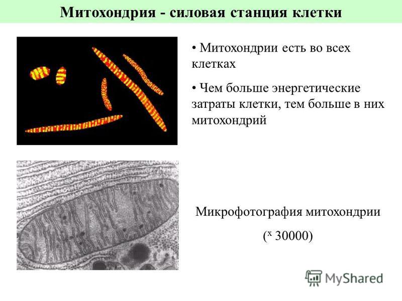 Митохондрия - силовая станция клетки Митохондрии есть во всех клетках Чем больше энергетические затраты клетки, тем больше в них митохондрий Микрофотография митохондрии ( х 30000)