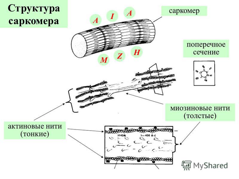 Структура саркомера I A M H A Z актиновые нити (тонкие) миозиновые нити (толстые) поперечное сечение саркомер
