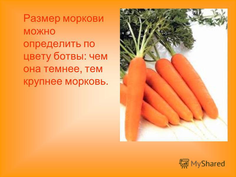Размер моркови можно определить по цвету ботвы: чем она темнее, тем крупнее морковь.