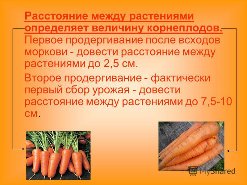 Расстояние между растениями определяет величину корнеплодов. Первое продергивание после всходов моркови - довести расстояние между растениями до 2,5 см. Второе продергивание - фактически первый сбор урожая - довести расстояние между растениями до 7,5