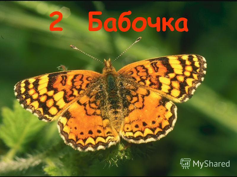 2 Бабочка