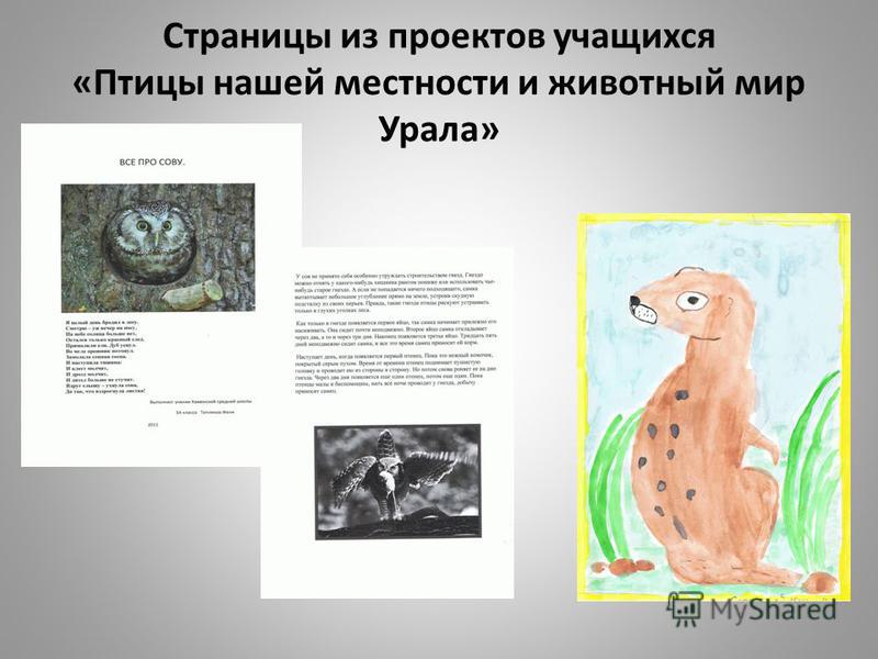 Страницы из проектов учащихся «Птицы нашей местности и животный мир Урала»