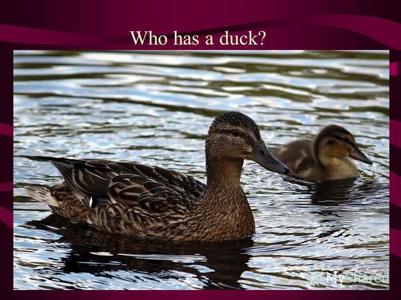 Who has a duck?