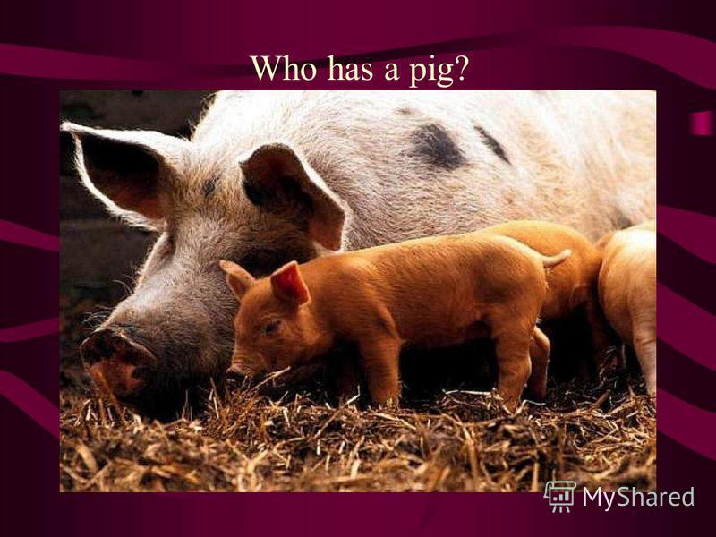 Who has a pig?