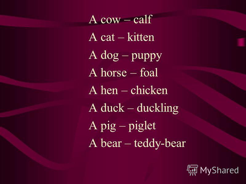 A cow – calf A cat – kitten A dog – puppy A horse – foal A hen – chicken A duck – duckling A pig – piglet A bear – teddy-bear