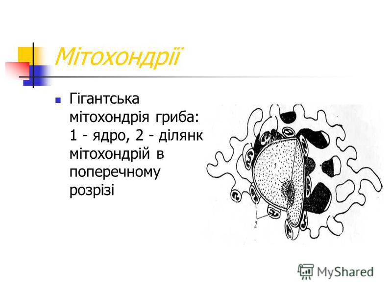 Мітохондрії Гігантська мітохондрія гриба: 1 - ядро, 2 - ділянкі мітохондрій в поперечному розрізі