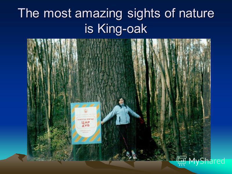The most amazing sights of nature is King-oak