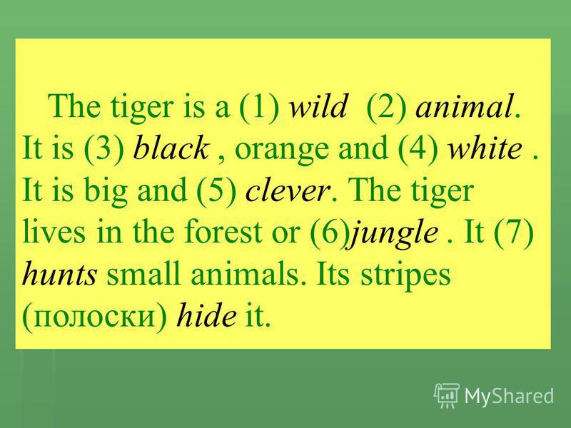 The tiger is a (1) wild (2) animal. It is (3) black, orange and (4) white. It is big and (5) clever. The tiger lives in the forest or (6)jungle. It (7) hunts small animals. Its stripes (полоски) hide it.