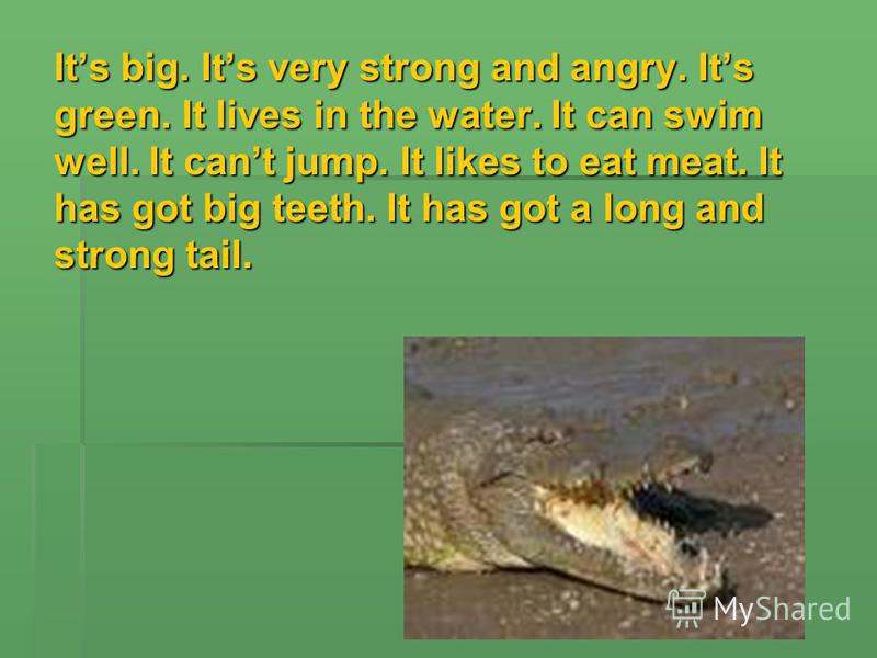 Its big. Its very strong and angry. Its green. It lives in the water. It can swim well. It cant jump. It likes to eat meat. It has got big teeth. It has got a long and strong tail.