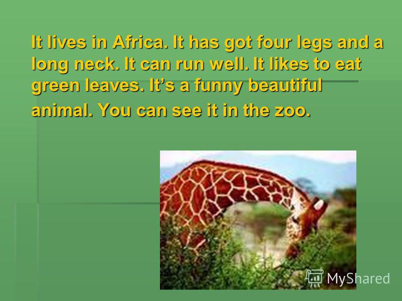 It lives in Africa. It has got four legs and a long neck. It can run well. It likes to eat green leaves. Its a funny beautiful animal. You can see it in the zoo.