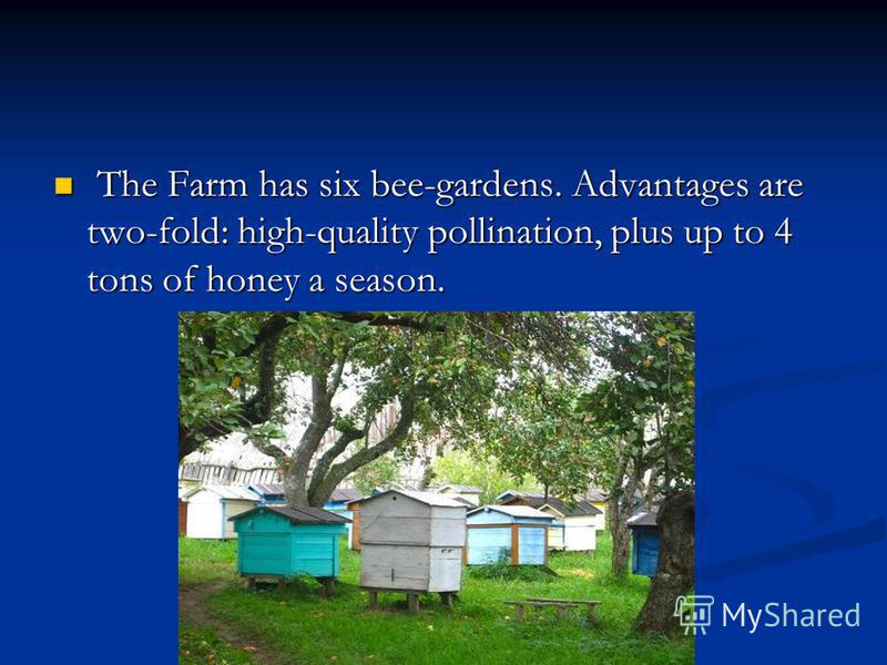 The Farm has six bee-gardens. Advantages are two-fold: high-quality pollination, plus up to 4 tons of honey a season. The Farm has six bee-gardens. Advantages are two-fold: high-quality pollination, plus up to 4 tons of honey a season.