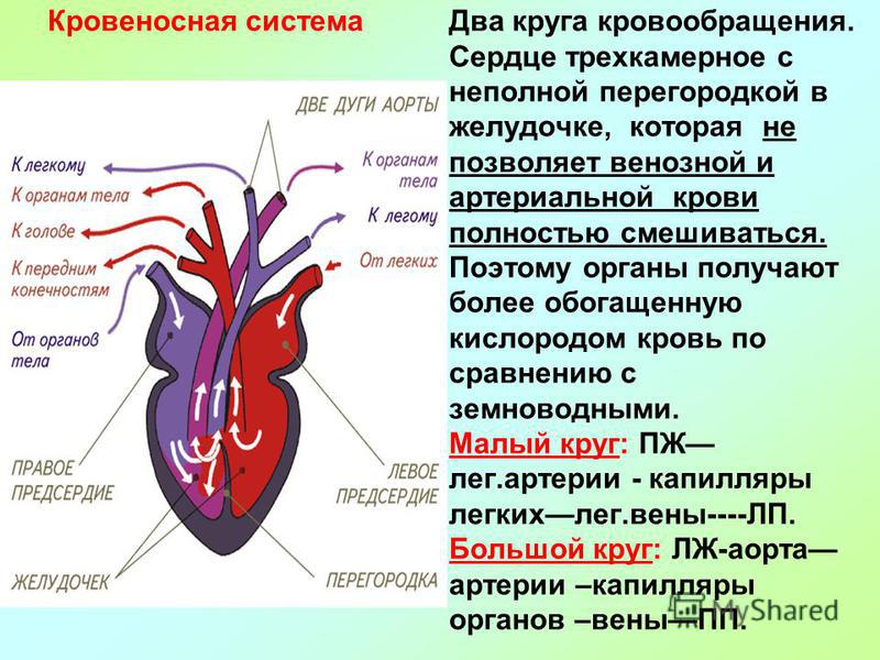 Два круга кровообращения. Сердце трехкамерное с неполной перегородкой в желудочке, которая не позволяет венозной и артериальной крови полностью смешиваться. Поэтому органы получают более обогащенную кислородом кровь по сравнению с земноводными. Малый