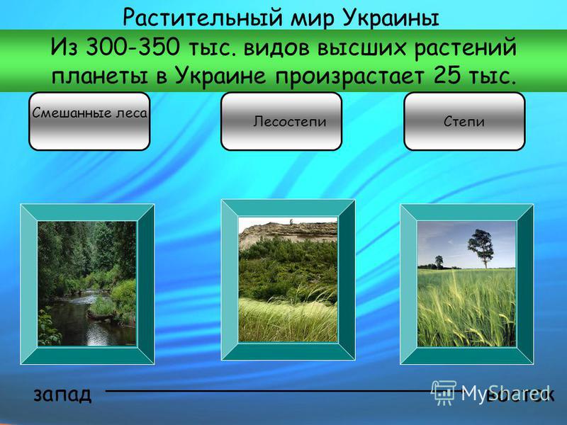 Растительный мир Украины Из 300-350 тыс. видов высших растений планеты в Украине произрастает 25 тыс. запад восток Смешанные леса Лесостепи Степи