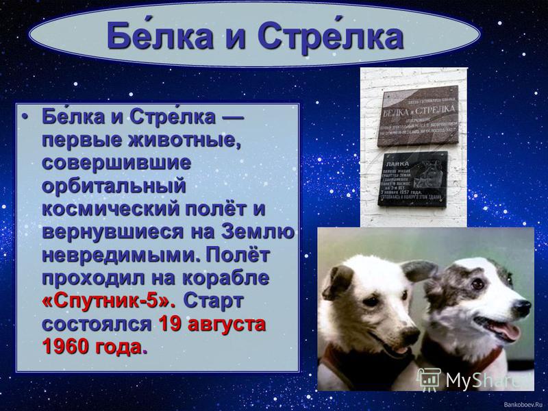 Бе́лука и Стре́лука первые животные, совершившие орбитальный космический полёт и вернувшиеся на Землю невредимыми. Полёт проходил на корабле «Спутник-5». Старт состоялся 19 августа 1960 года.Бе́лука и Стре́лука первые животные, совершившие орбитальны