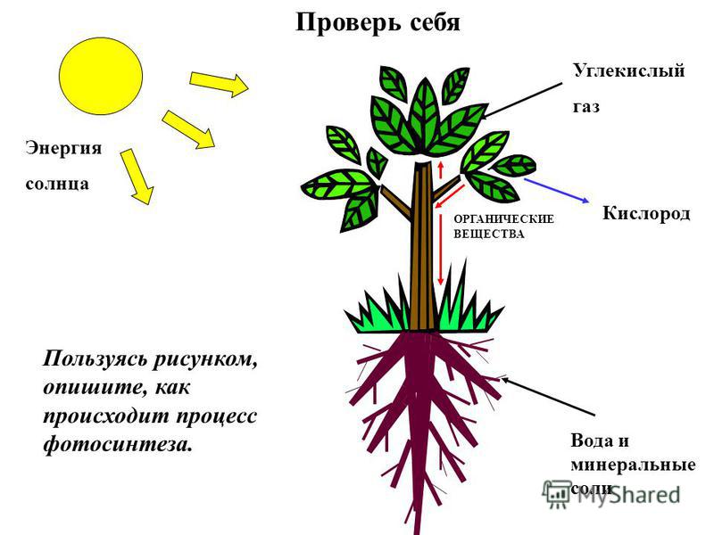 Контрольная работа по теме Процесс фотосинтеза