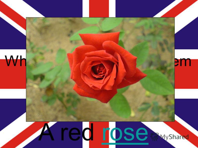 What is the national emblem of England? A red roserose
