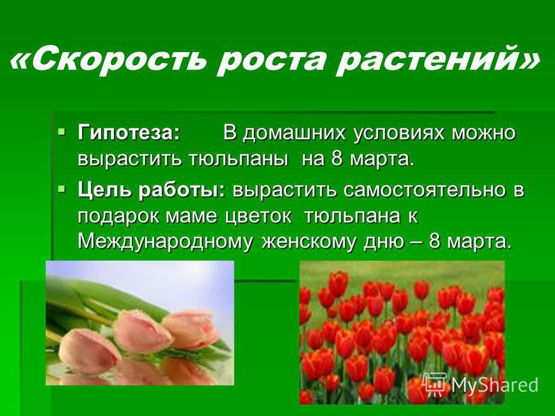 «Скорость роста растений» Гипотеза:В домашних условиях можно вырастить тюльпаны на 8 марта. Гипотеза:В домашних условиях можно вырастить тюльпаны на 8 марта. Цель работы: вырастить самостоятельно в подарок маме цветок тюльпана к Международному женско