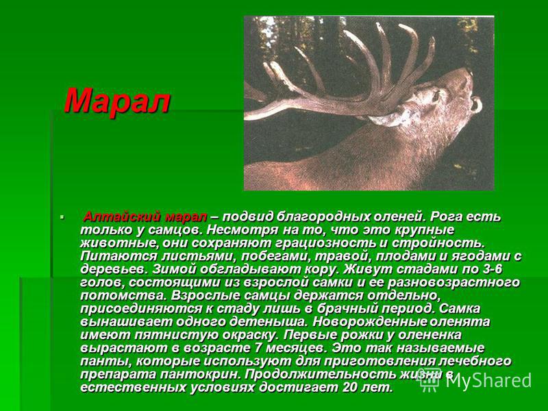 Марал Алтайский марал – подвид благородных оленей. Рога есть только у самцов. Несмотря на то, что это крупные животные, они сохраняют грациозность и стройность. Питаются листьями, побегами, травой, плодами и ягодами с деревьев. Зимой обгладывают кору