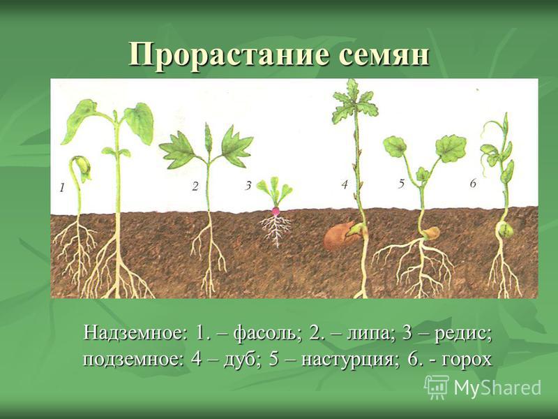Прорастание семян Надземное: 1. – фасоль; 2. – липа; 3 – редис; подземное: 4 – дуб; 5 – настурция; 6. - горох Надземное: 1. – фасоль; 2. – липа; 3 – редис; подземное: 4 – дуб; 5 – настурция; 6. - горох