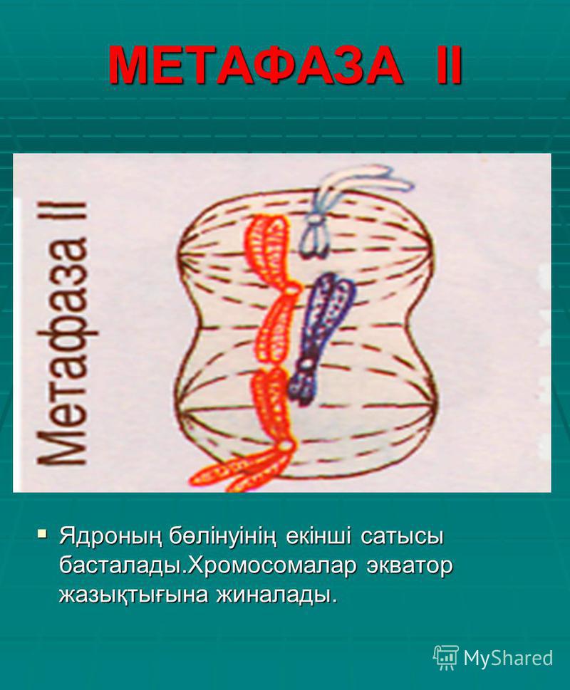 МЕТАФАЗА ІІ Ядроның бөлінуінің екінші сатысы басталады.Хромосомалар экватор жазықтығына жиналады. Ядроның бөлінуінің екінші сатысы басталады.Хромосомалар экватор жазықтығына жиналады.