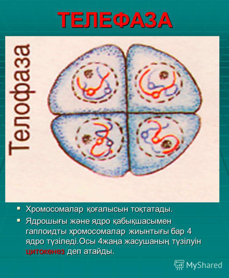 ТЕЛЕФАЗА Хромосомалар қоғалысын тоқтатады. Хромосомалар қоғалысын тоқтатады. Ядрошығы және ядро қабықшасымен гаплоидты хромосомалар жиынтығы бар 4 ядро түзіледі.Осы 4жаңа жасушаның түзілуін цитокенез деп атайды. Ядрошығы және ядро қабықшасымен гаплои