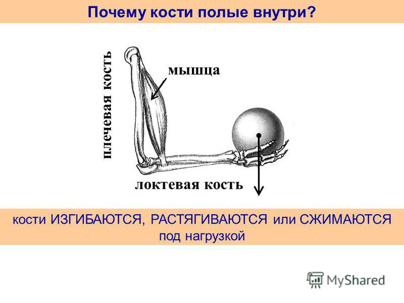 локтевая кость плечевая кость мышца Почему кости полые внутри? кости ИЗГИБАЮТСЯ, РАСТЯГИВАЮТСЯ или СЖИМАЮТСЯ под нагрузкой