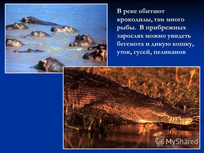 В реке обитают крокодилы, там много рыбы. В прибрежных зарослях можно увидеть бегемота и дикую кошку, уток, гусей, пеликанов