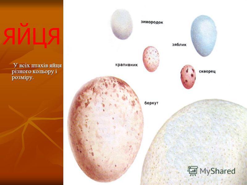 У всіх птахiв яйця різного кольору і розміру. У всіх птахiв яйця різного кольору і розміру. ЯЙЦЯ
